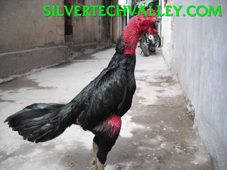 Cách Đọc Kèo Đá Gà